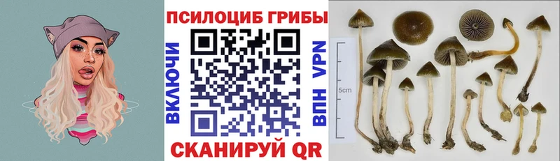 Псилоцибиновые грибы прущие грибы  Бакал 